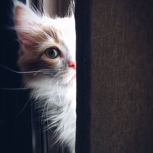 Meet your Posher, Kevin